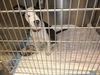 adoptable Dog in San Jose, CA named JORDAN