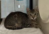 adoptable Cat in San Jose, CA named KUNGPAO