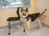 adoptable Dog in  named SHILOH