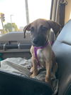 adoptable Dog in  named OPAL