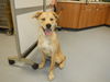 adoptable Dog in  named OMEGA