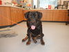 adoptable Dog in  named BAGEL