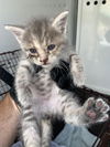 adoptable Cat in San Jose, CA named BEATRIX