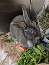 adoptable Rabbit in San Jose, CA named FREYA