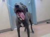 adoptable Dog in San Jose, CA named DELTA