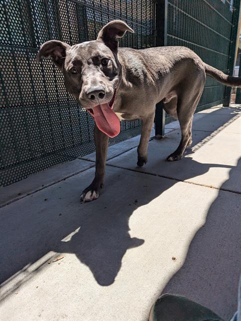 adoptable Dog in San Jose, CA named DELTA