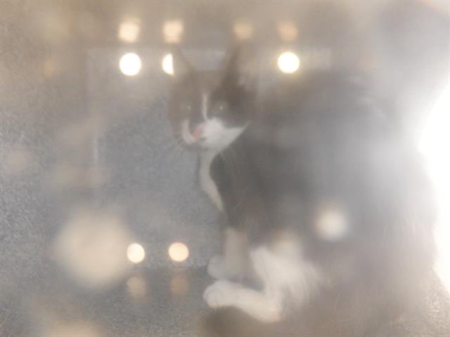 adoptable Cat in San Jose, CA named HERB