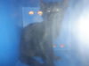 adoptable Cat in San Jose, CA named LEAF