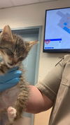 adoptable Cat in san jose, CA named A1386530