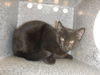adoptable Cat in san jose, CA named A1387943