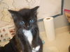 adoptable Cat in san jose, CA named A1388783