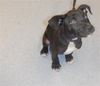 adoptable Dog in San Jose, CA named BRODY