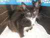 adoptable Cat in san jose, CA named A1382926