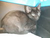 adoptable Cat in san jose, CA named A1382928