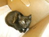 adoptable Cat in san jose, CA named A1386547
