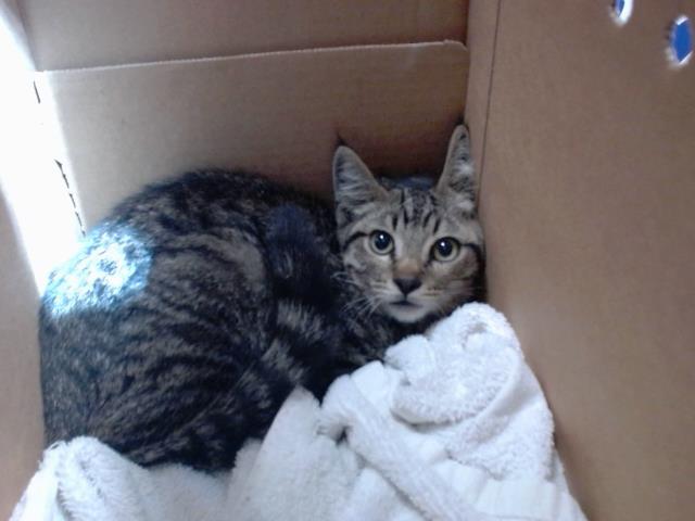 adoptable Cat in San Jose, CA named A1388688
