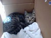adoptable Cat in san jose, CA named A1388688
