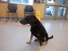 adoptable Dog in san jose, CA named A1388757