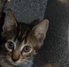 adoptable Cat in san jose, CA named A1387949