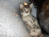 adoptable Cat in san jose, CA named A1387950