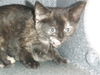 adoptable Cat in san jose, CA named A1387951