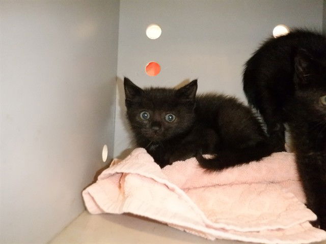 adoptable Cat in San Jose, CA named A1386907
