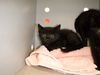 adoptable Cat in san jose, CA named A1386907