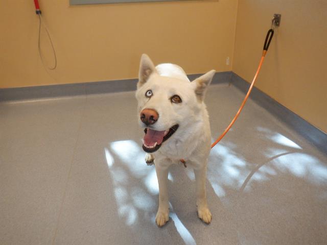 adoptable Dog in San Jose, CA named COCONUT
