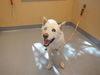 adoptable Dog in  named COCONUT