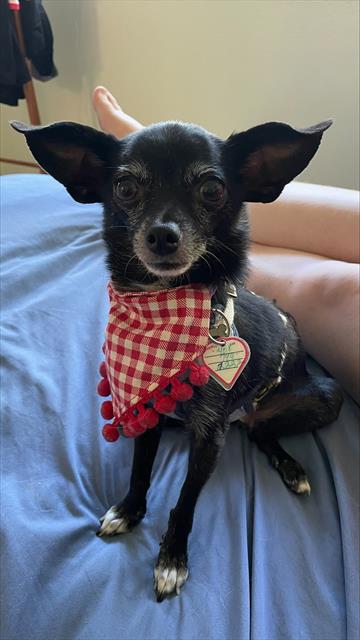 adoptable Dog in San Jose, CA named MARILLA CUTHBERT