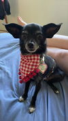 adoptable Dog in  named MARILLA CUTHBERT