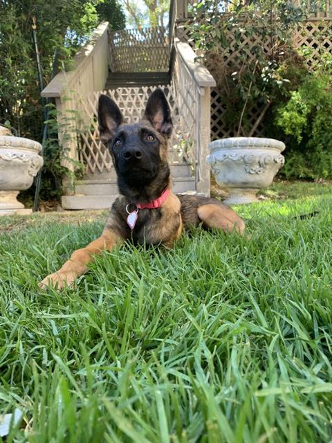 adoptable Dog in San Jose, CA named BONNIE