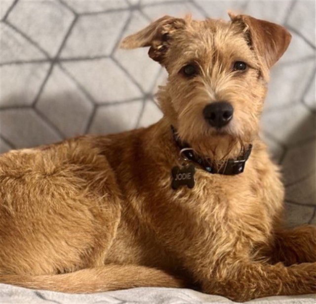 adoptable Dog in San Jose, CA named JODIE