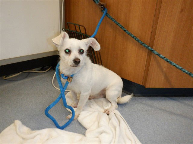 adoptable Dog in San Jose, CA named SNOW