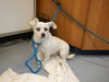 adoptable Dog in  named SNOW