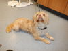 adoptable Dog in San Jose, CA named FAWN