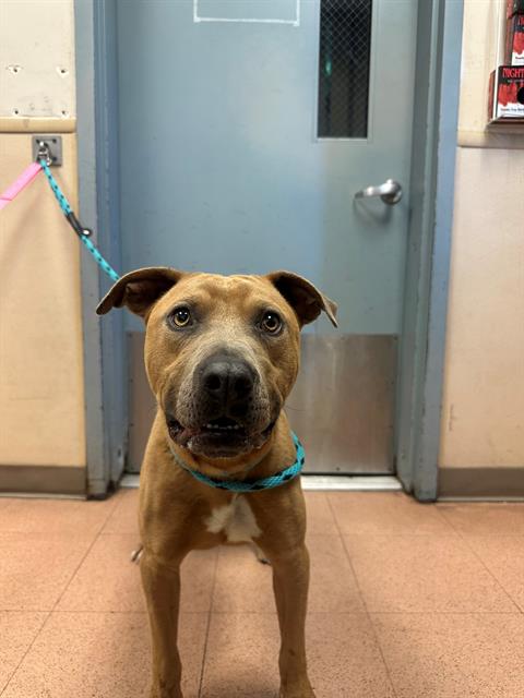 adoptable Dog in San Jose, CA named INDIANA