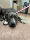 adoptable Dog in  named JONES
