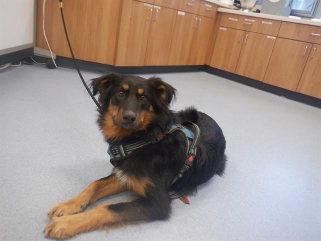 adoptable Dog in San Jose, CA named WINSTON