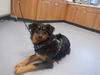 adoptable Dog in San Jose, CA named WICKED