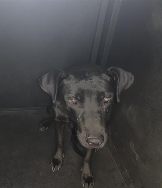 adoptable Dog in San Jose, CA named MONTANA