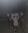 adoptable Dog in  named MONTANA