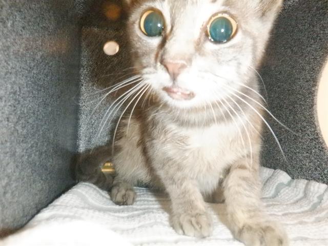 adoptable Cat in San Jose, CA named A1387844