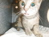 adoptable Cat in san jose, CA named A1387844