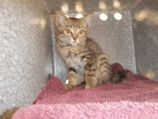 adoptable Cat in San Jose, CA named A1387576