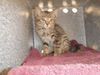 adoptable Cat in san jose, CA named A1387576