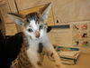 adoptable Cat in San Jose, CA named A1382775