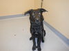 adoptable Dog in  named A1388804