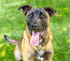 adoptable Dog in  named COOPER