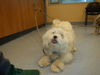 adoptable Dog in  named A1389327